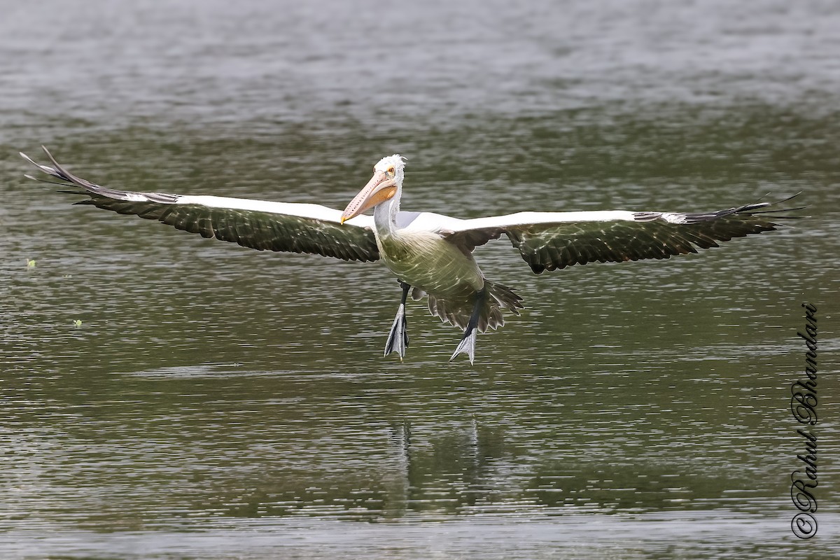 Spot-billed Pelican - ML643702640