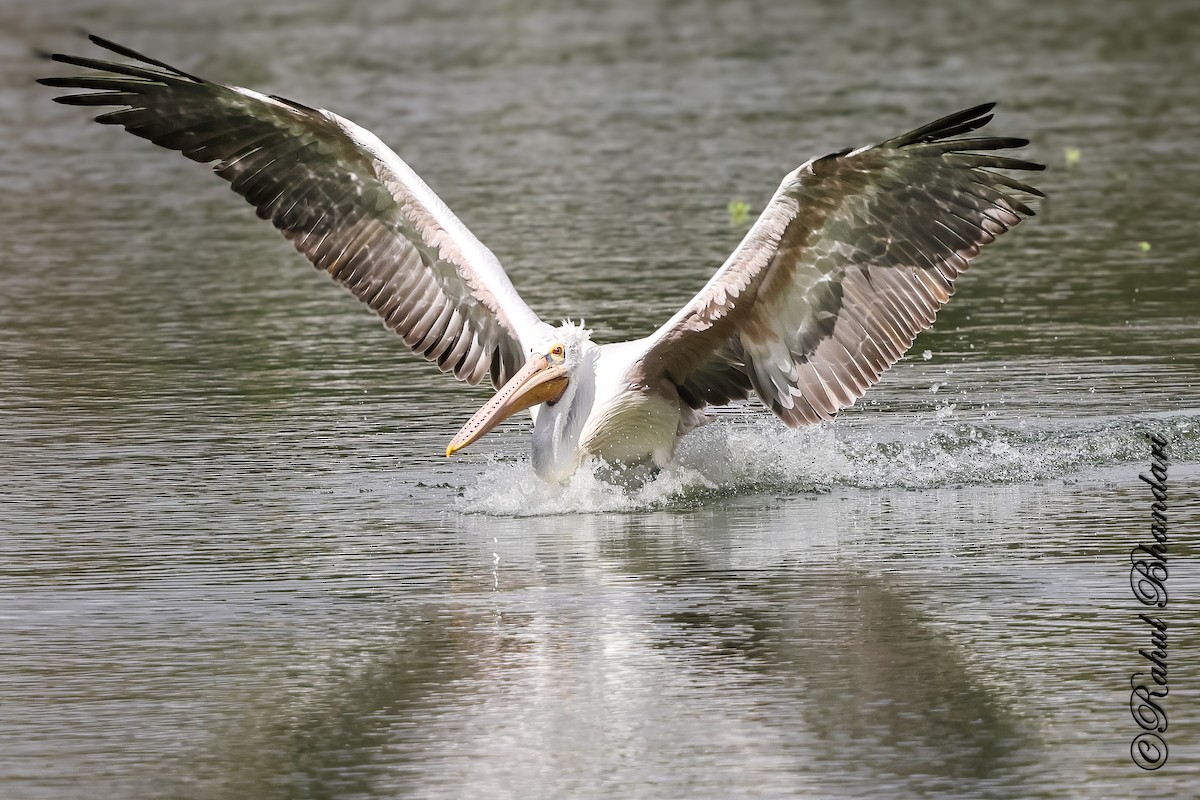 Spot-billed Pelican - ML643702643