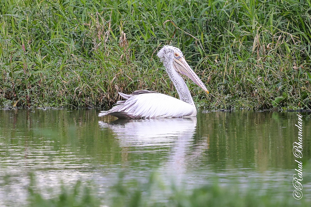 Spot-billed Pelican - ML643702645