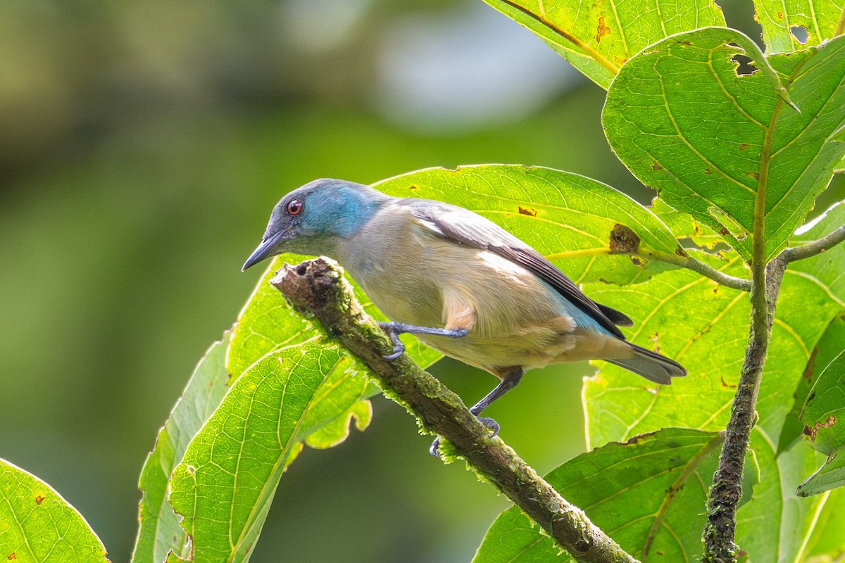 Scarlet-thighed Dacnis - ML643702653