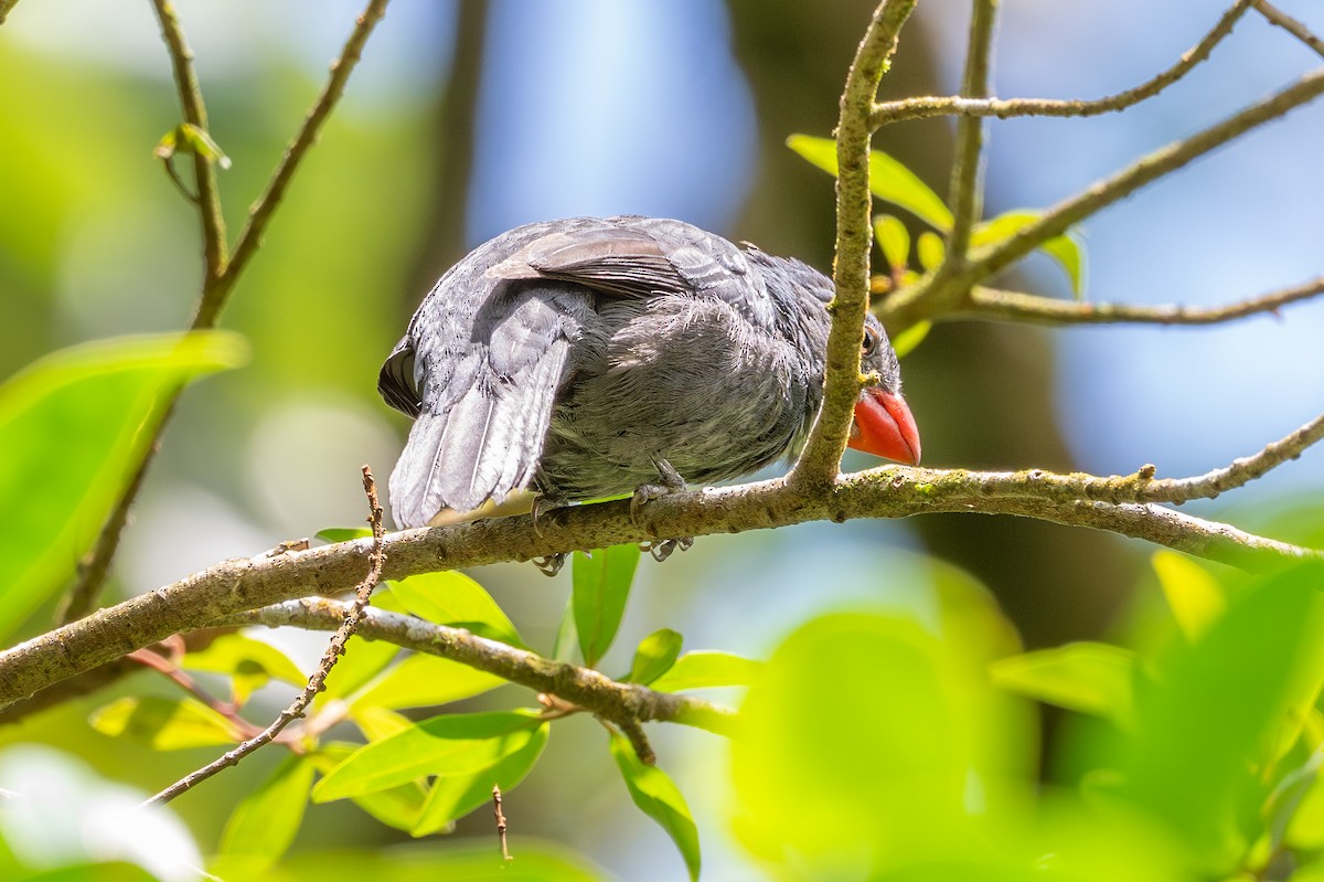 Slate-colored Grosbeak - ML643702663