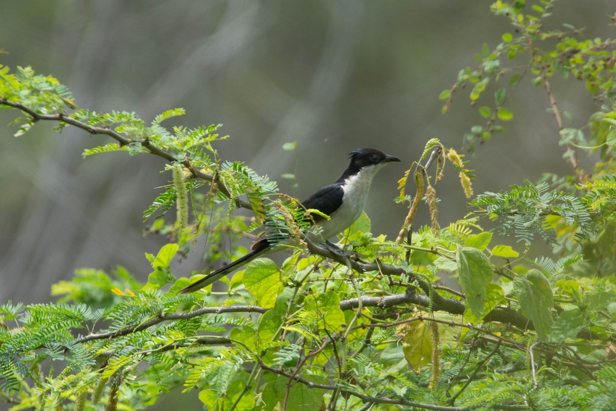 eBird Checklist - 18 Oct 2025 - Marsur Lake - 55 species (+1 other taxa)