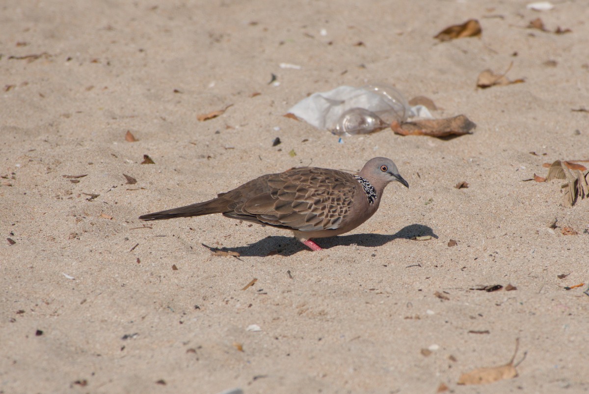 Spotted Dove - ML643702675