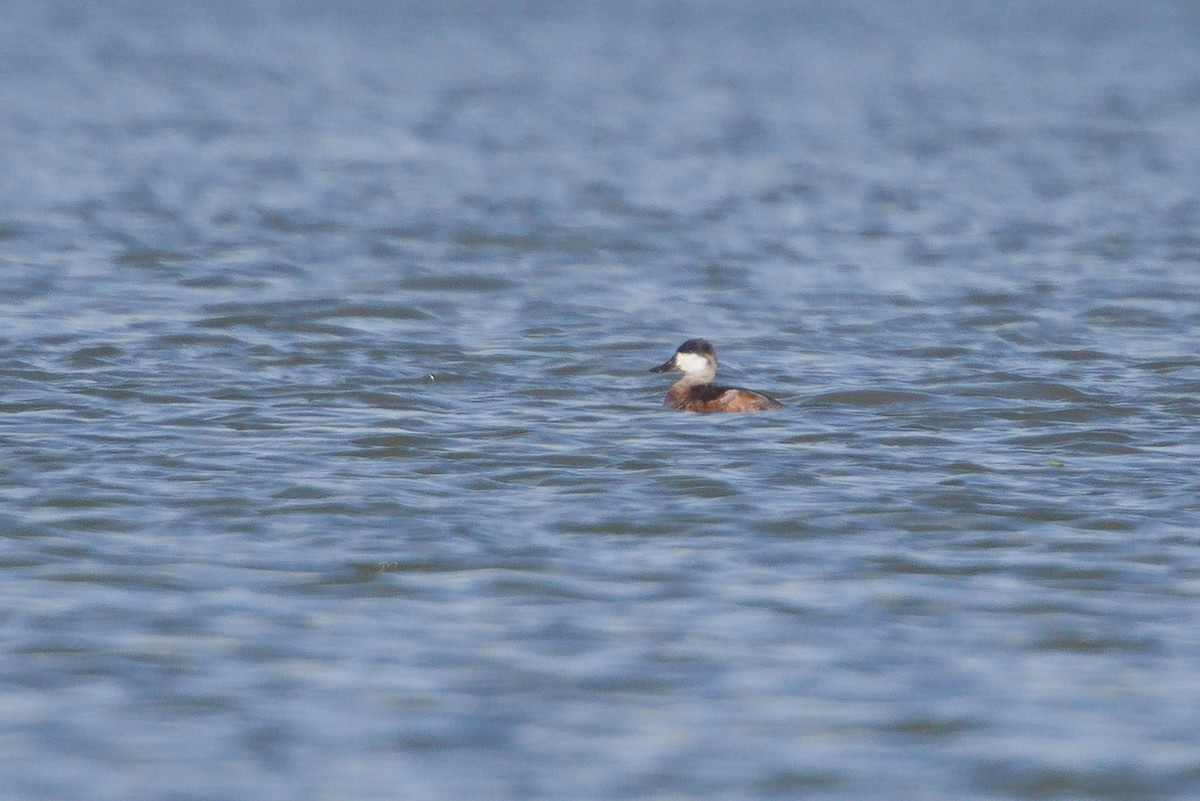 Schwarzkopf-Ruderente - ML643702686