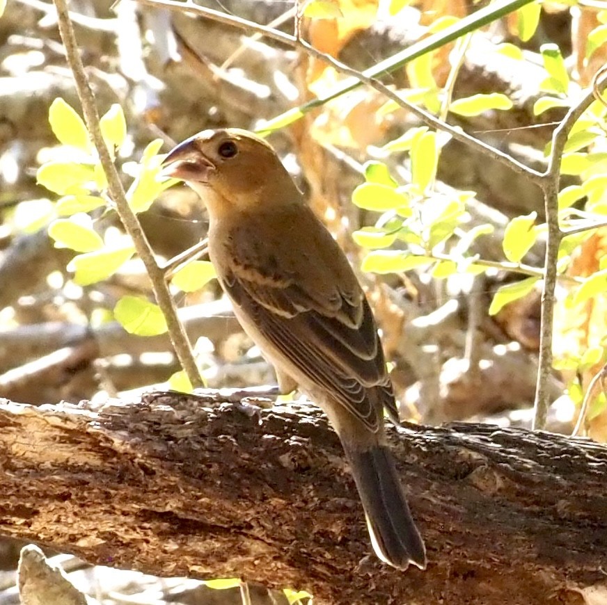 Blue Grosbeak - ML643702694