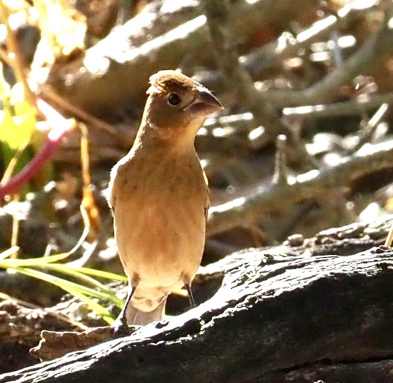 Blue Grosbeak - ML643702695