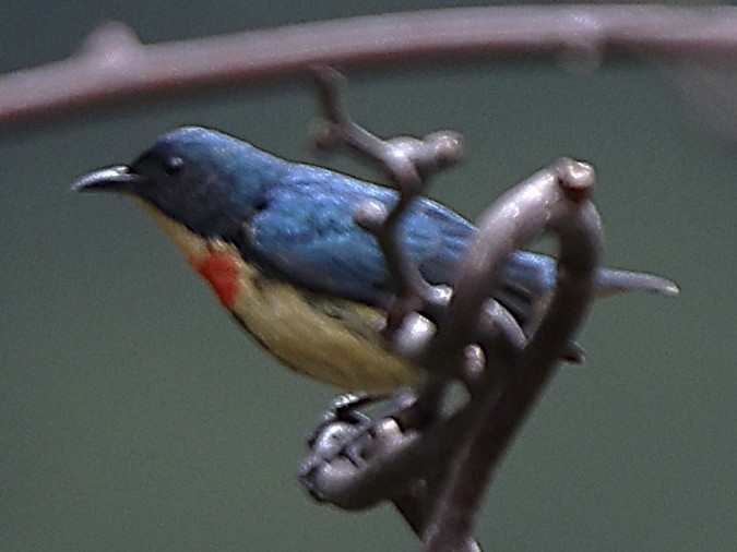 Fire-breasted Flowerpecker - ML643702710