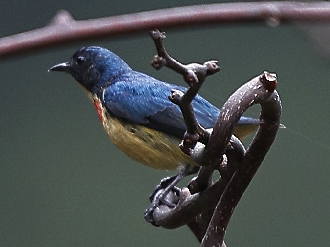 Fire-breasted Flowerpecker - ML643702711