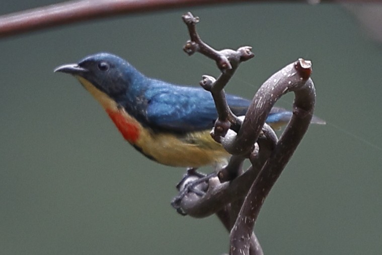 Fire-breasted Flowerpecker - ML643702713