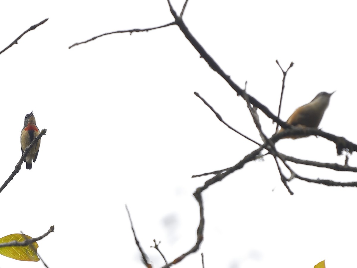 Fire-breasted Flowerpecker - ML643702714