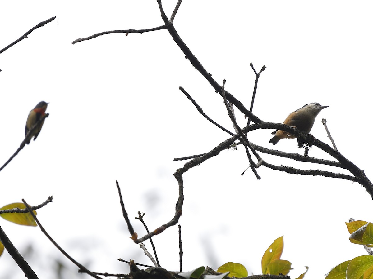 Fire-breasted Flowerpecker - ML643702715
