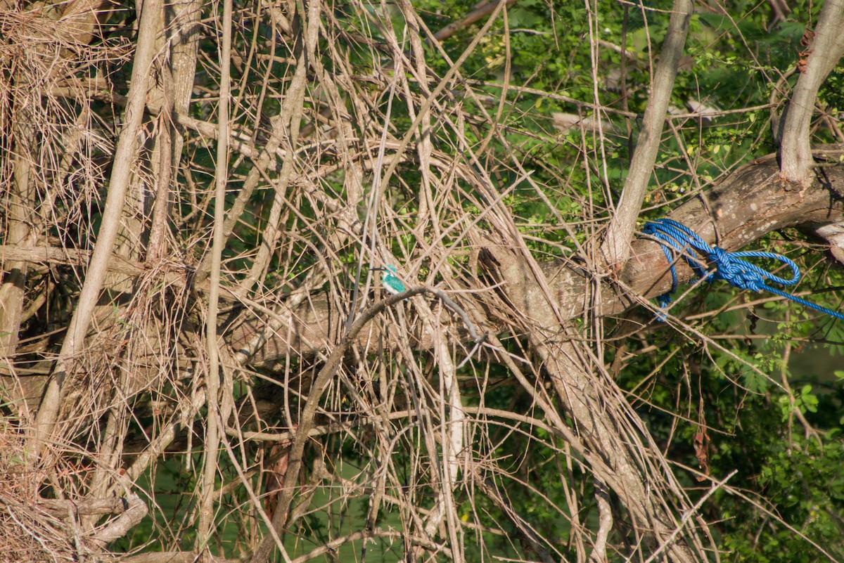 Small Blue Kingfisher - ML643702756