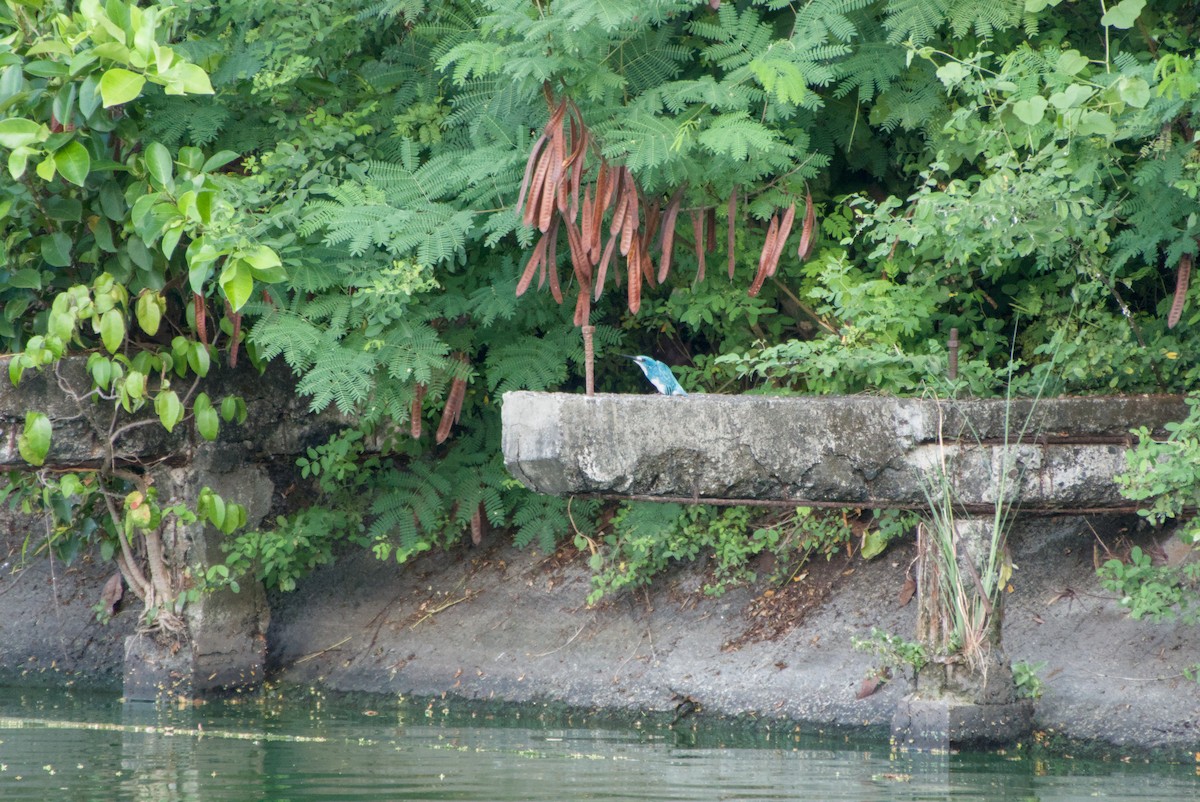 Small Blue Kingfisher - ML643702788