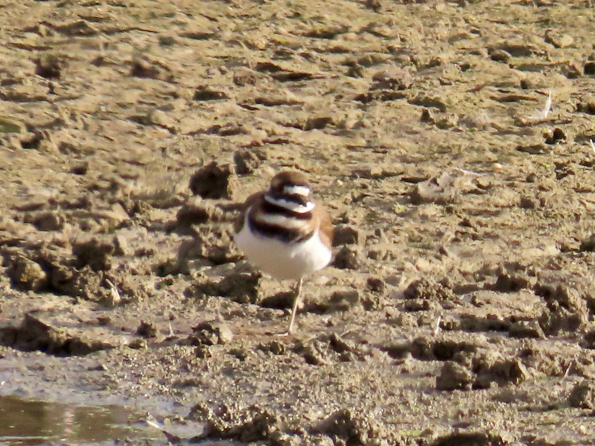 Killdeer - ML643702790