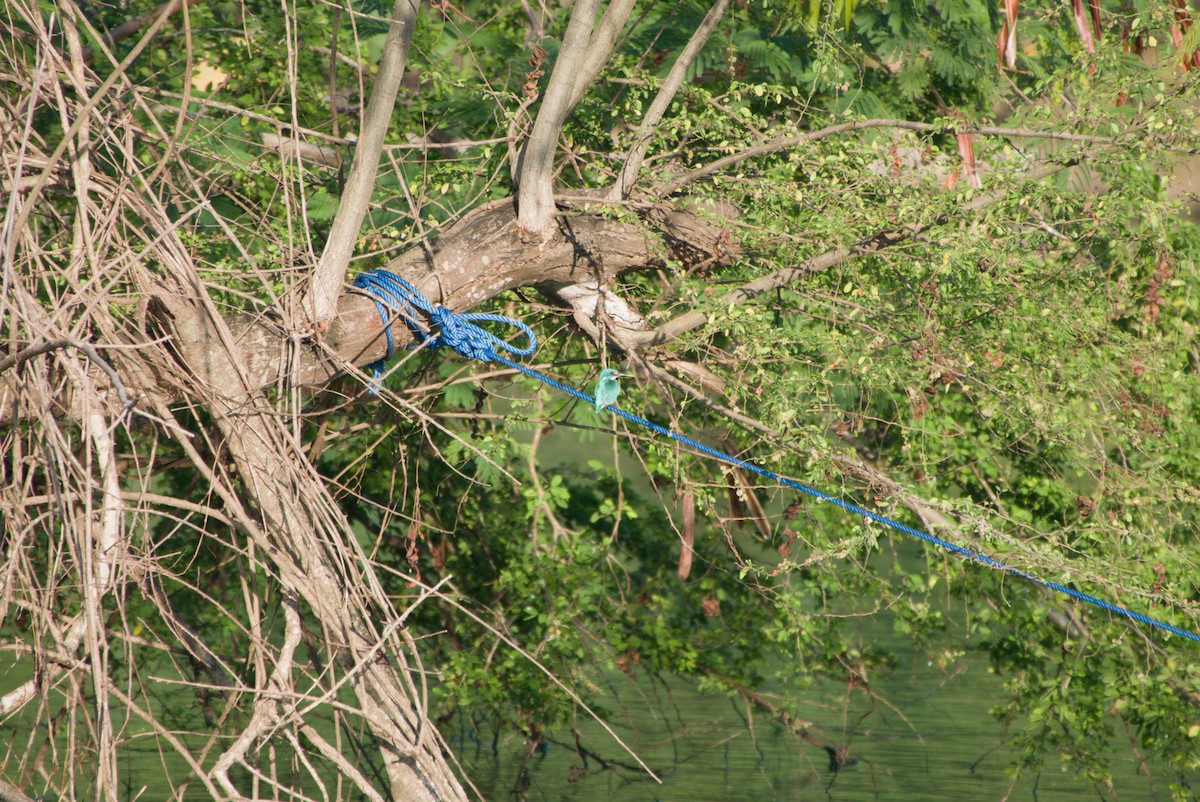 Small Blue Kingfisher - ML643702798