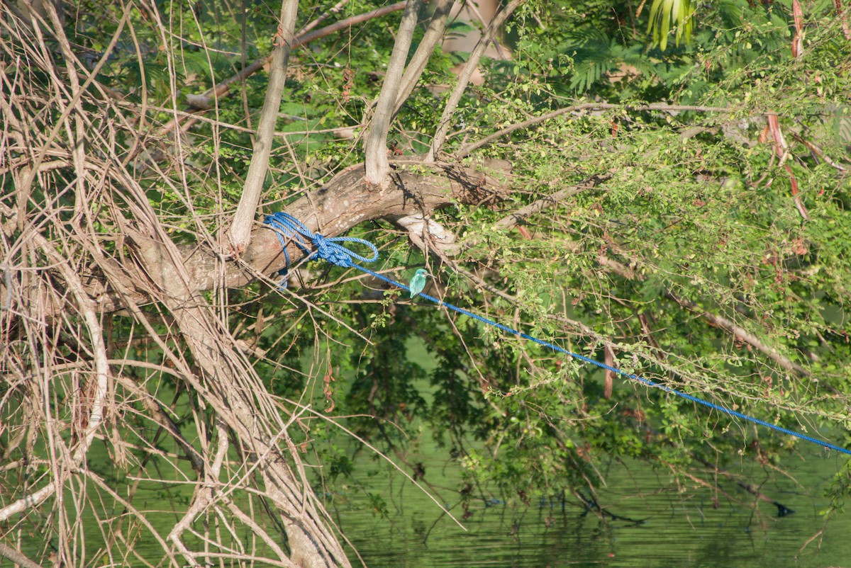 Small Blue Kingfisher - ML643702799