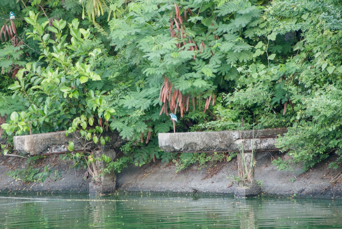 Small Blue Kingfisher - ML643702807