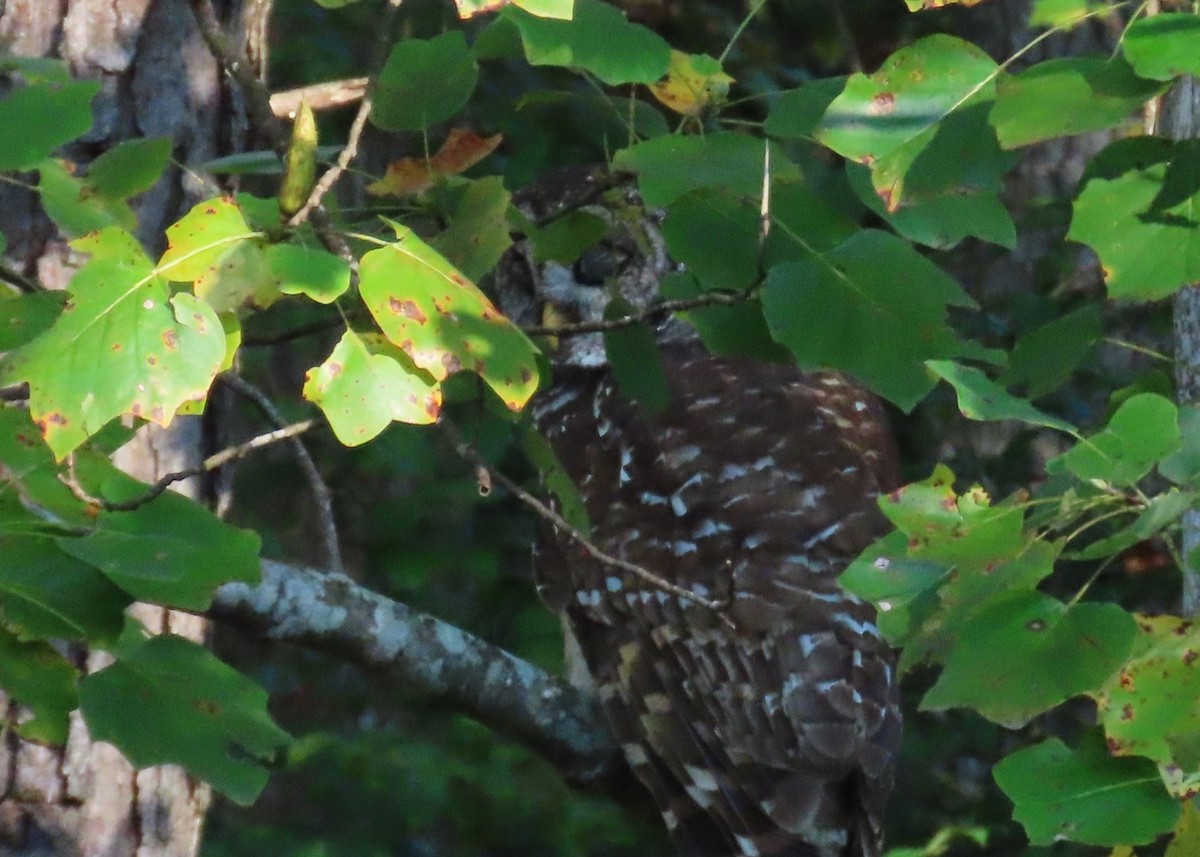 Barred Owl - ML643702818