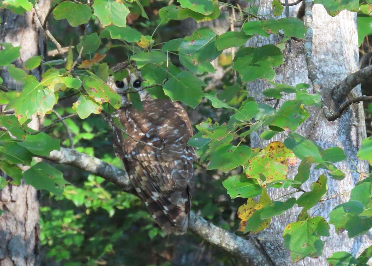 Barred Owl - ML643702819