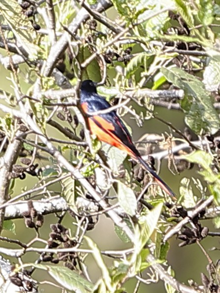 Long-tailed Minivet - ML643702820