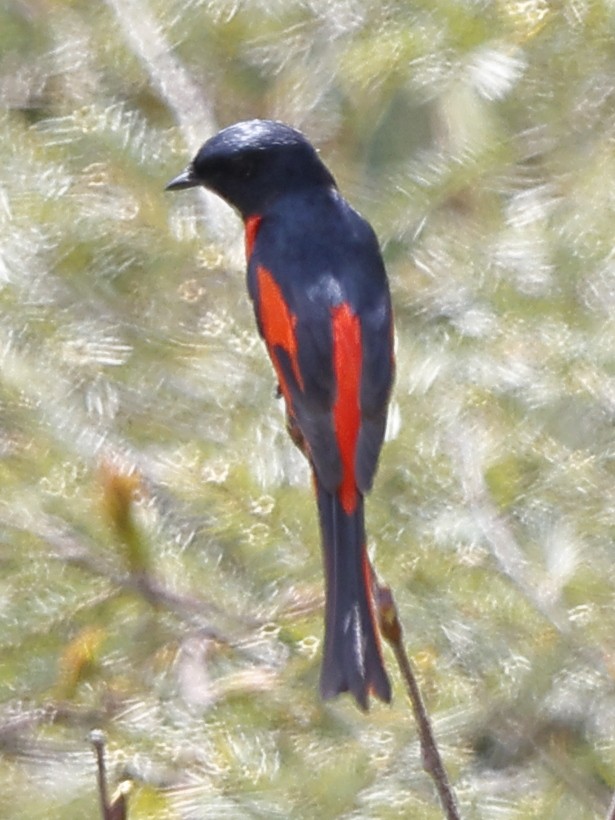 Long-tailed Minivet - ML643702821