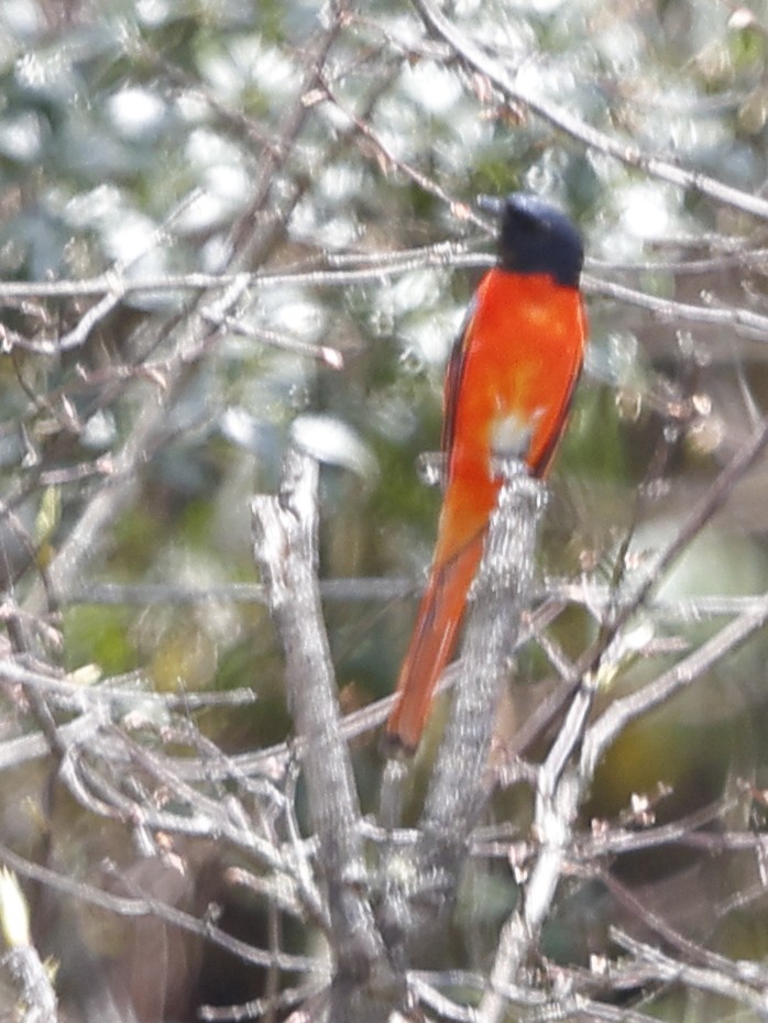 Long-tailed Minivet - ML643702822