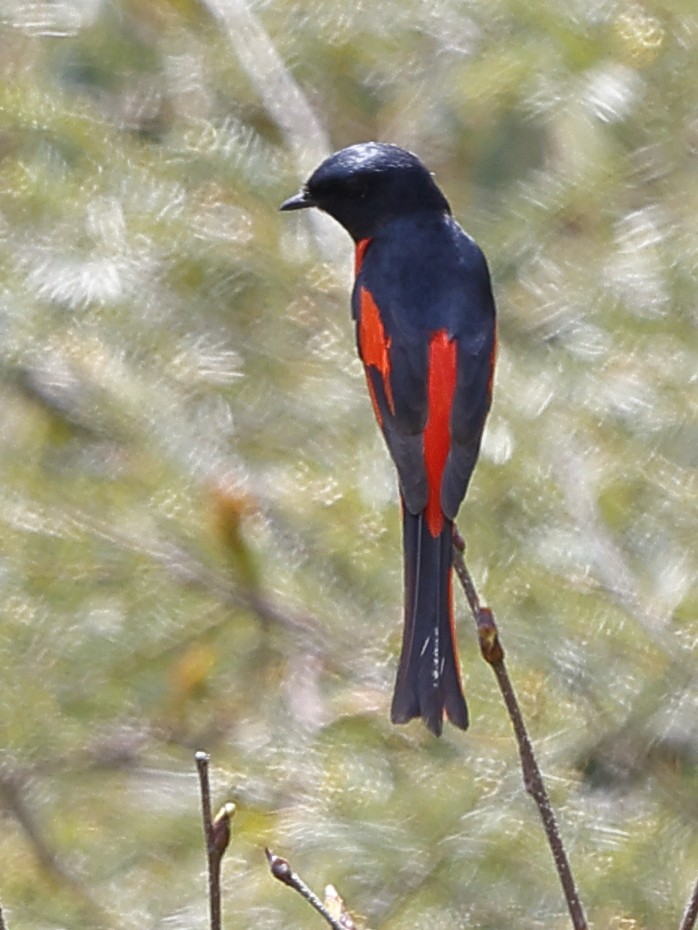 Long-tailed Minivet - ML643702823