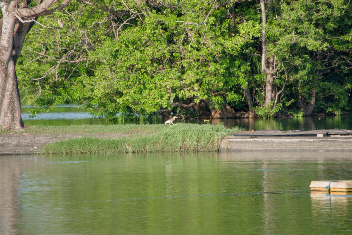Javan Pond-Heron - ML643702824