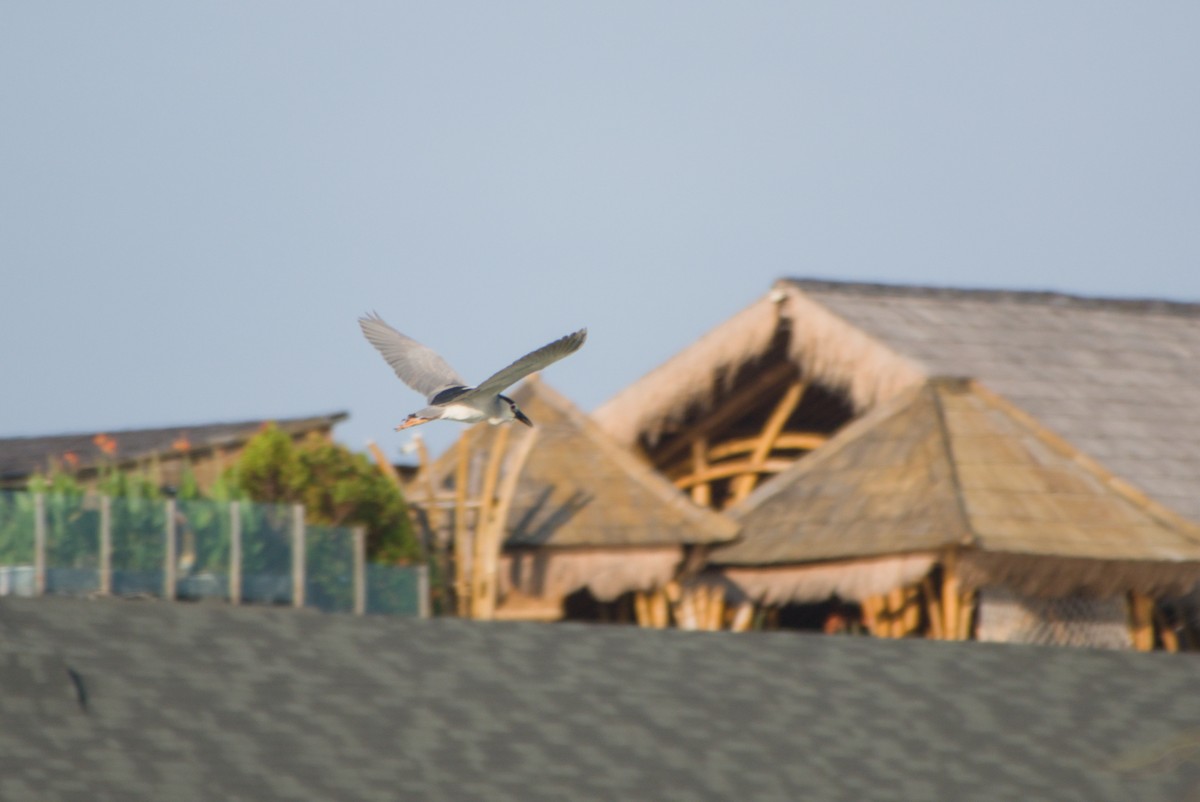 Black-crowned Night Heron - ML643702829