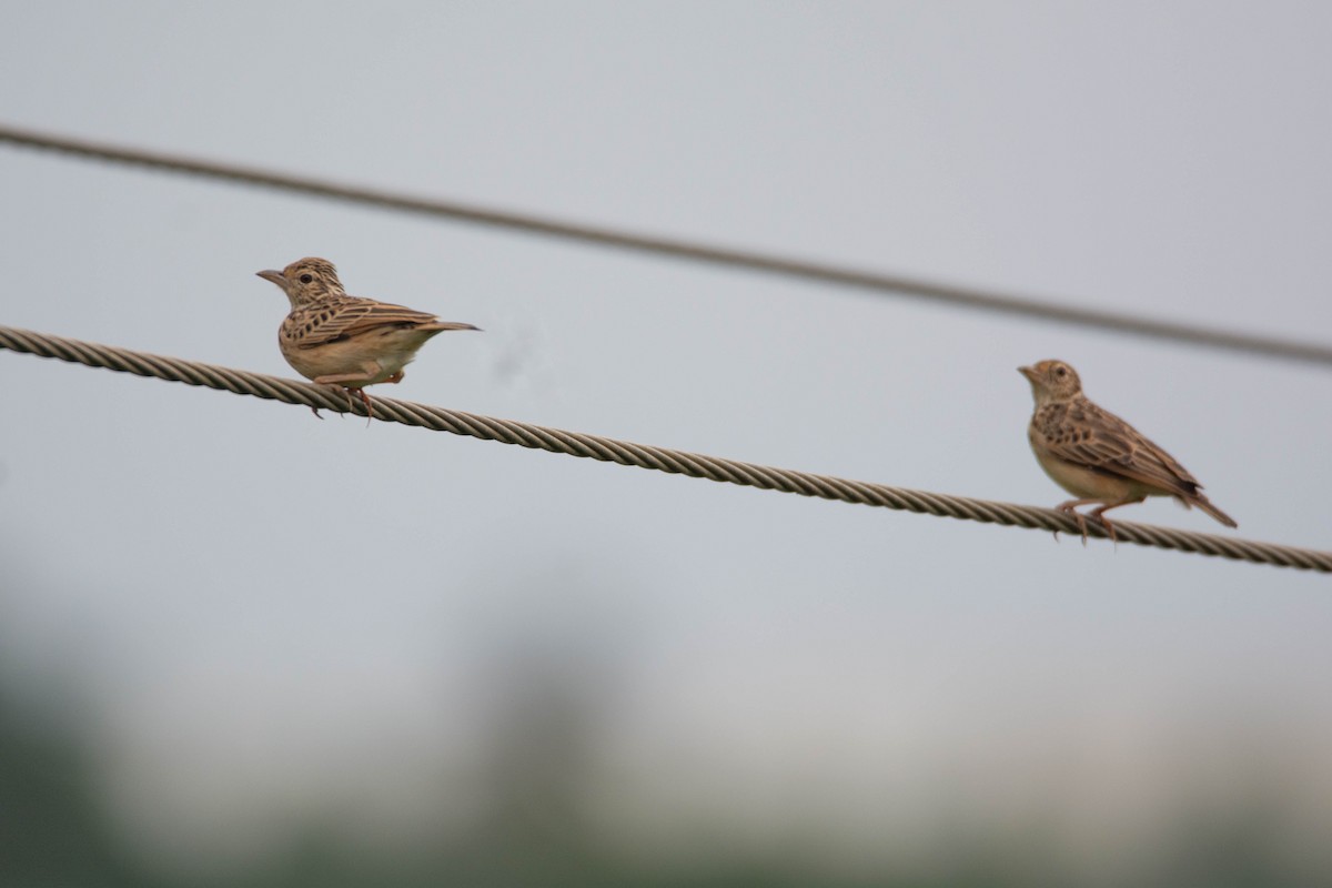 Jerdon's Bushlark - ML643702830