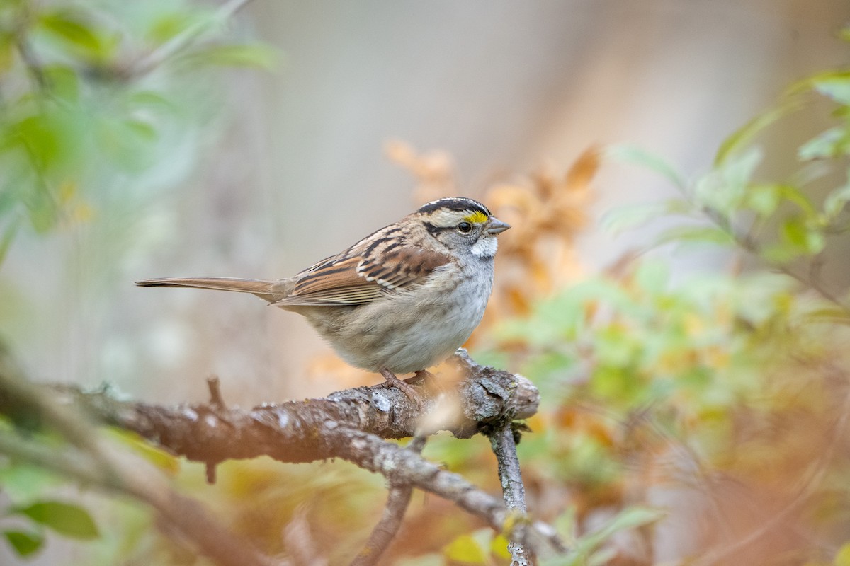 White-throated Sparrow - ML643702835