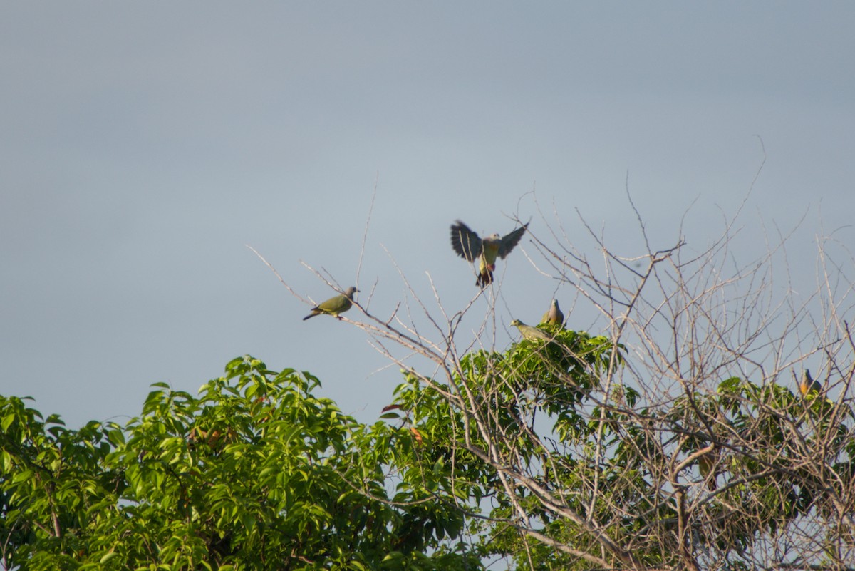 Orange-breasted Green-Pigeon - ML643702836