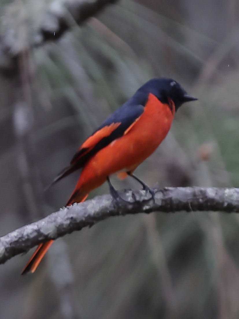 Scarlet Minivet - ML643702838