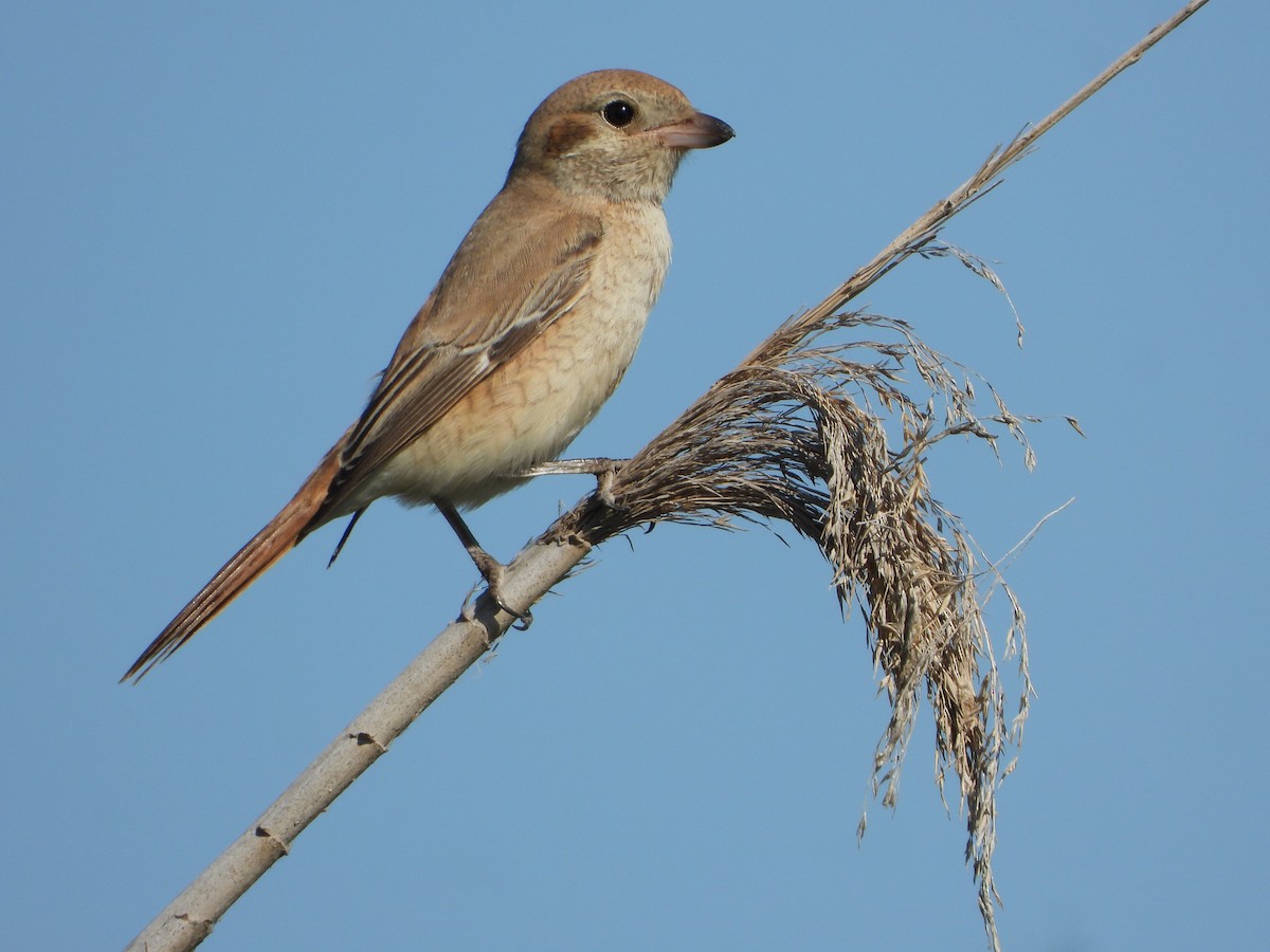 Isabelline Shrike - ML643702839