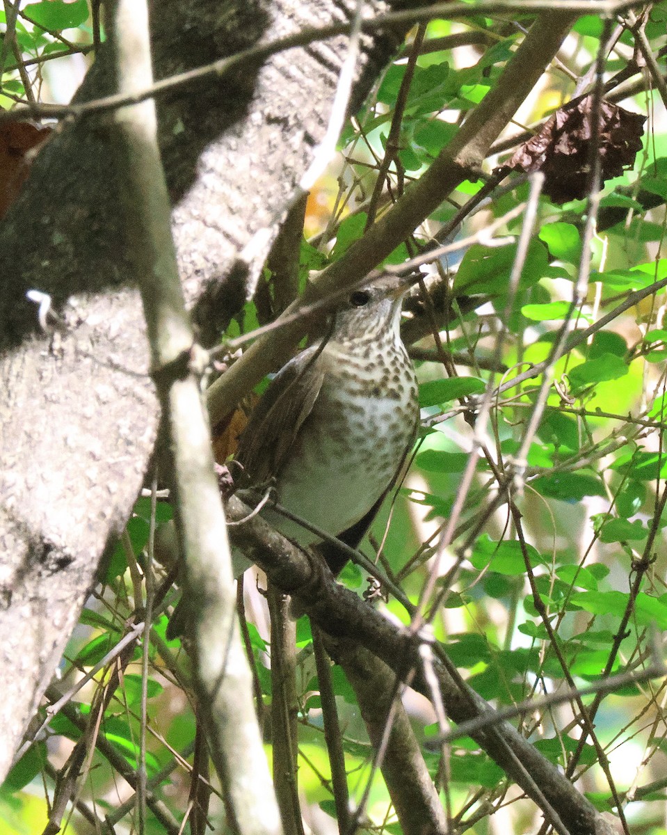 Gray-cheeked Thrush - ML643702840