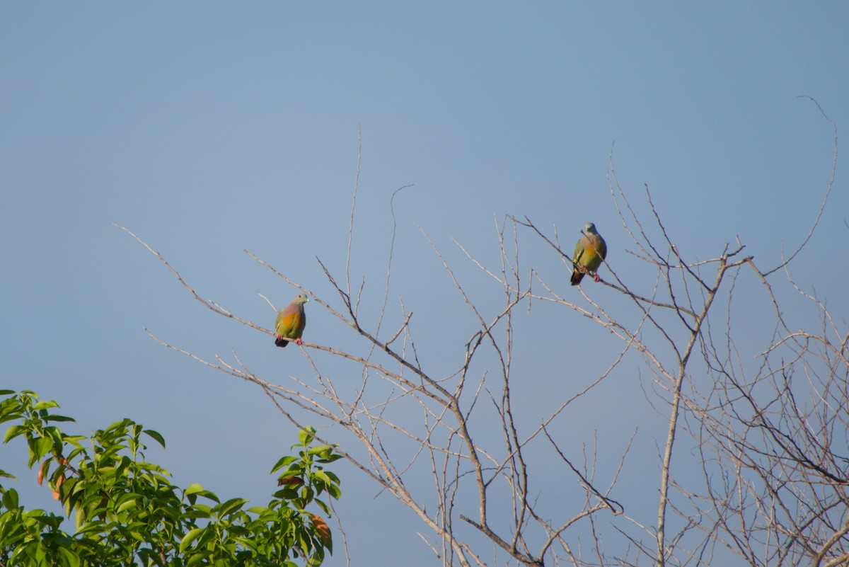 Orange-breasted Green-Pigeon - ML643702842