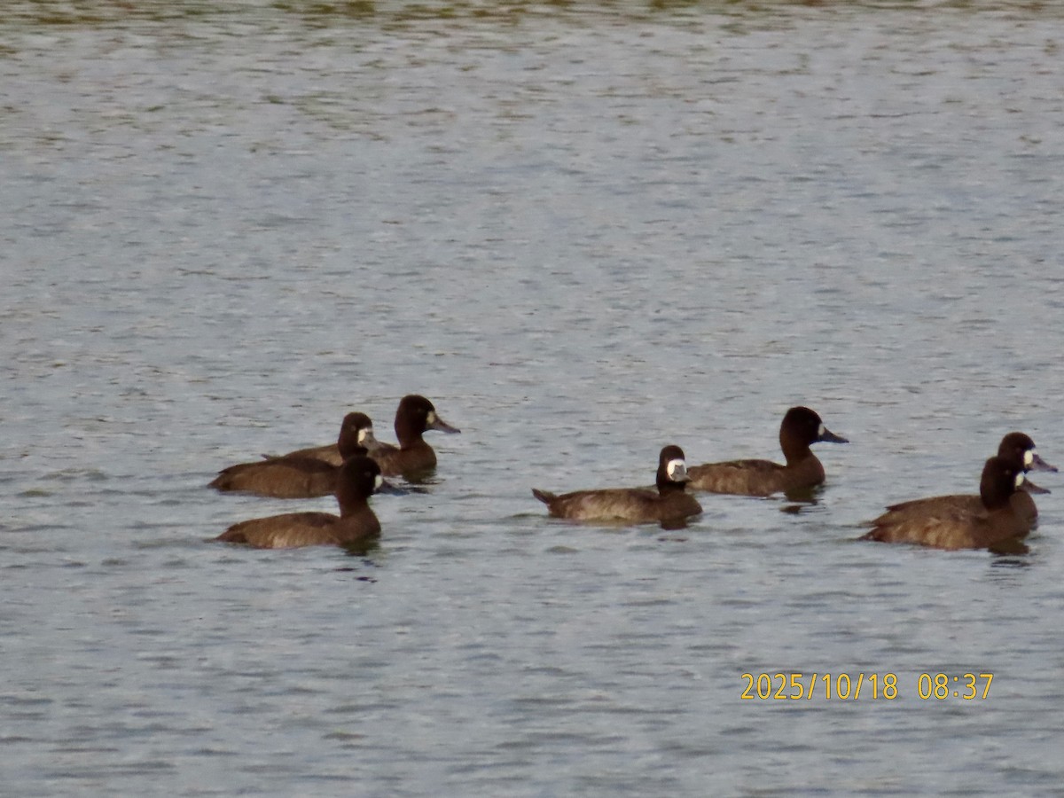 Lesser Scaup - ML643702843