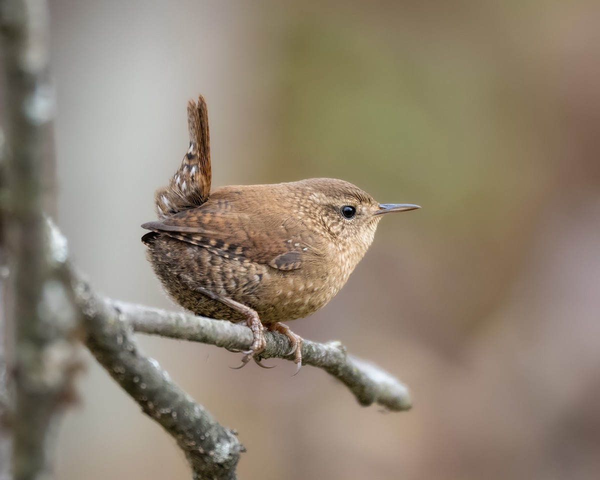 Winter Wren - ML643702844