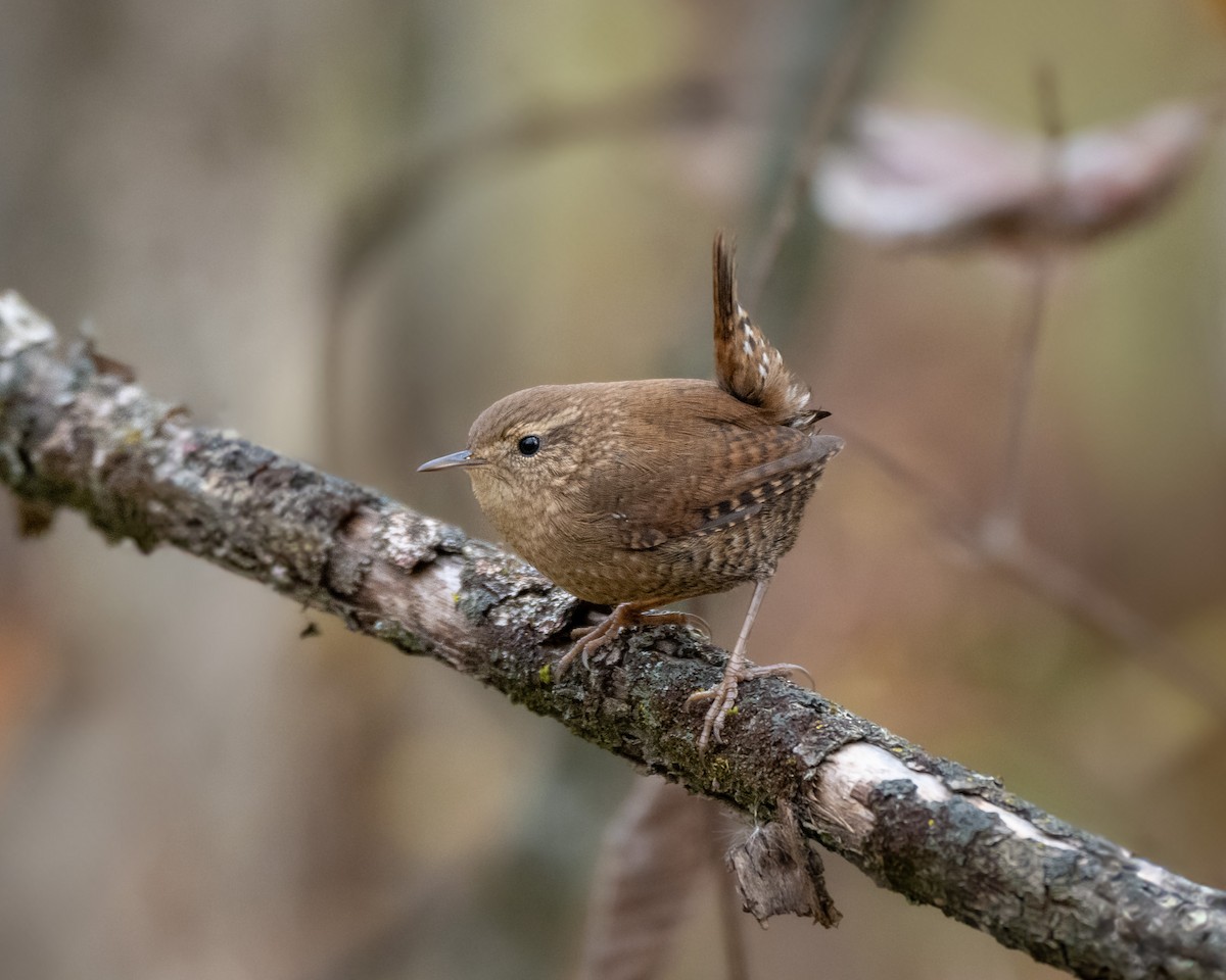 Winter Wren - ML643702845