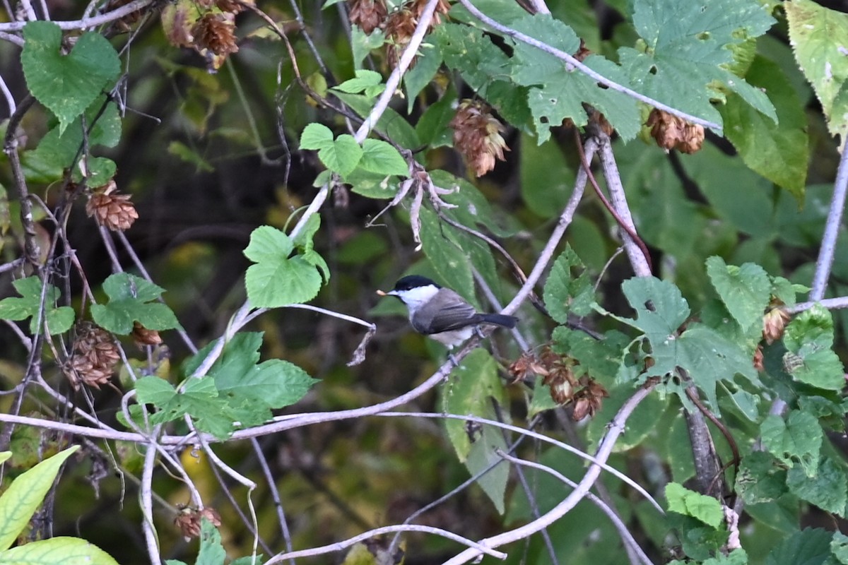 Marsh Tit - ML643702846