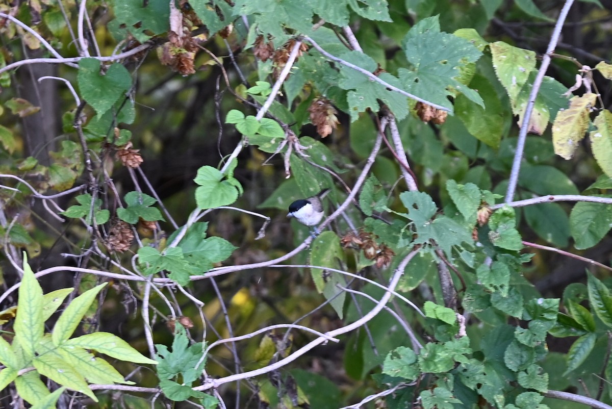Marsh Tit - ML643702847