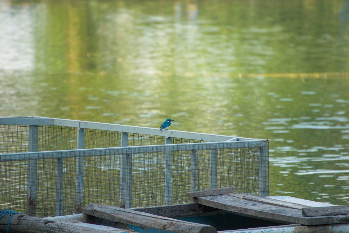 Small Blue Kingfisher - ML643702848