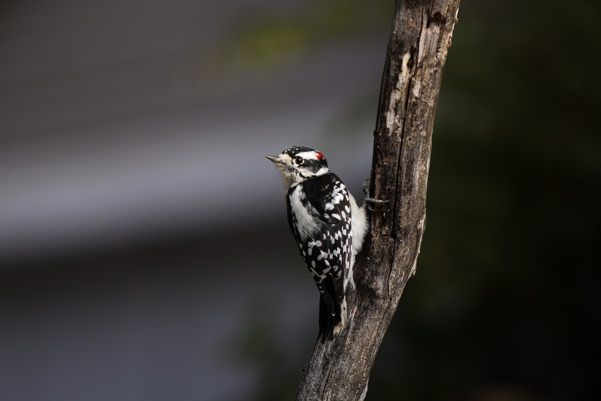 Downy Woodpecker - ML643702852