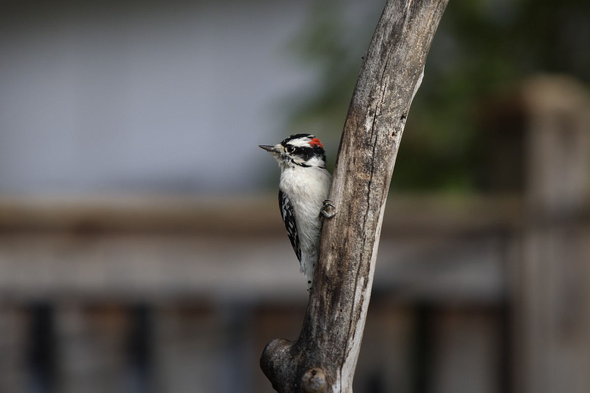 Downy Woodpecker - ML643702854
