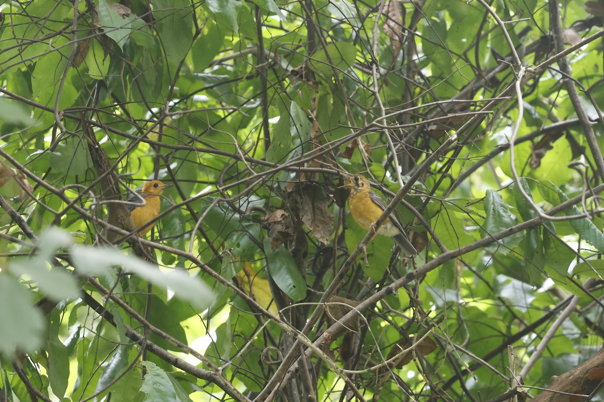 Orange-headed Thrush - ML643702856