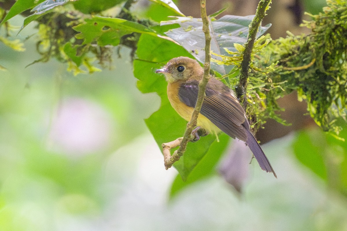 Sulphur-rumped Flycatcher - ML643702857