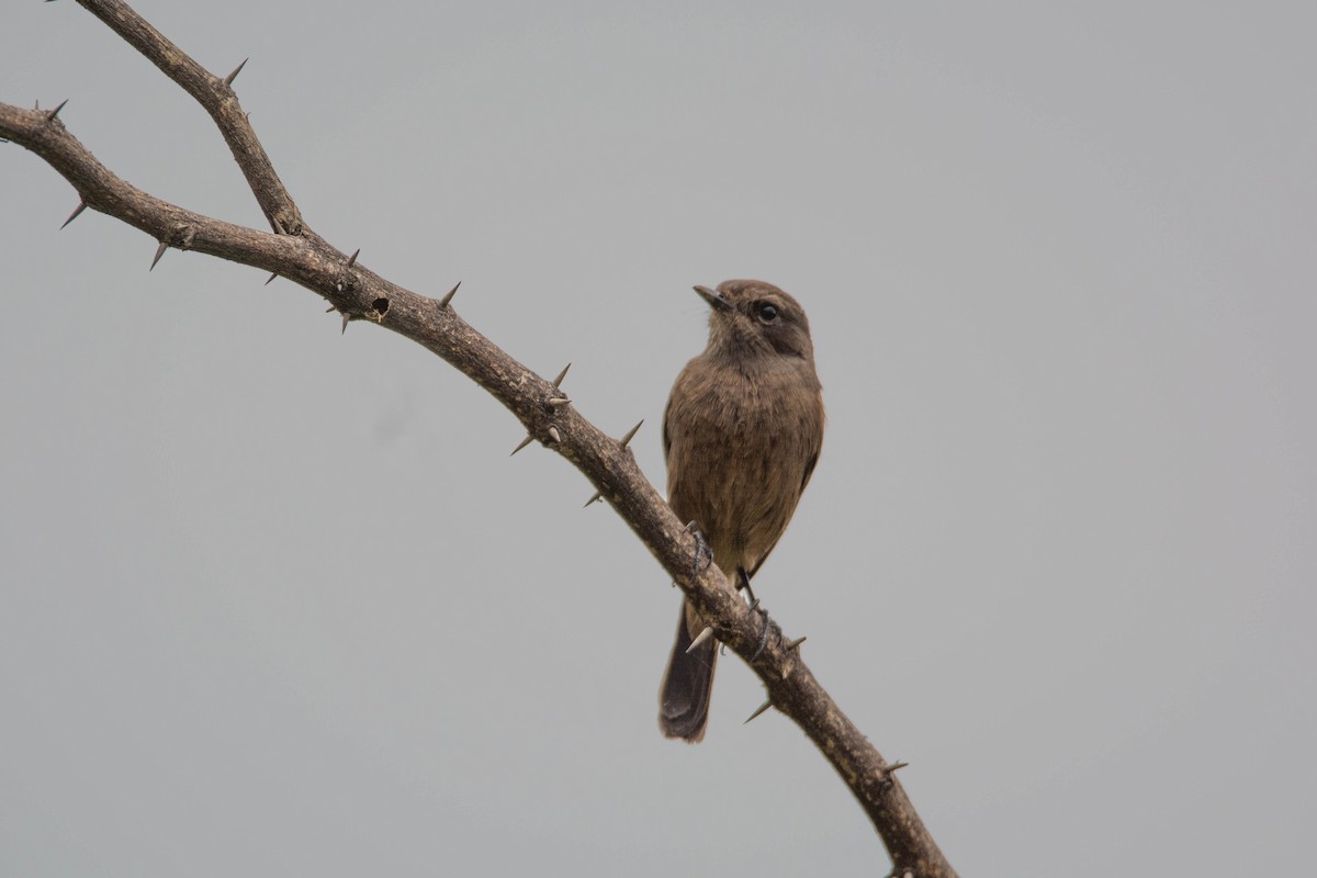 Pied Bushchat - ML643702858