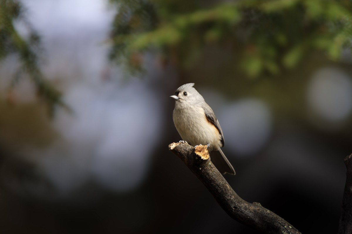 Tufted Titmouse - ML643702860