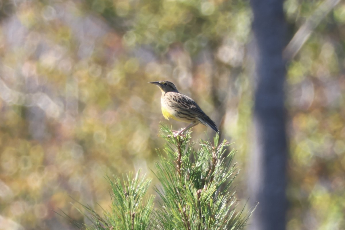 Eastern Meadowlark - ML643702864