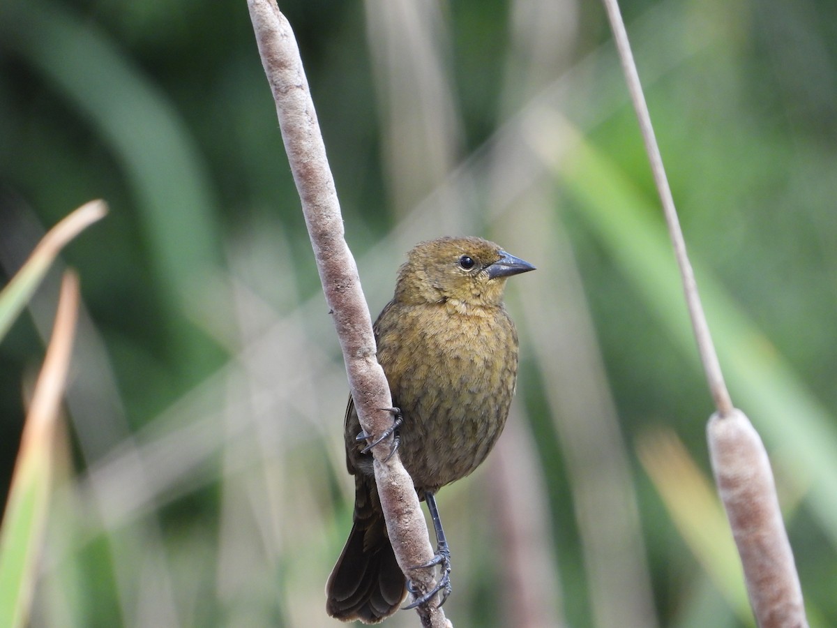 Chestnut-capped Blackbird - ML643702867